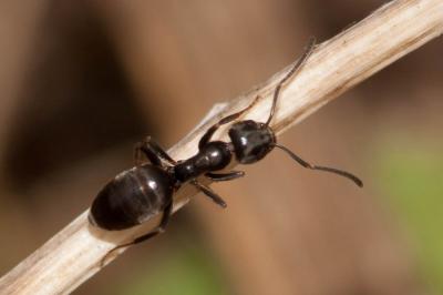 Fourmi toute brune Formica fusca Linnaeus, 1758
