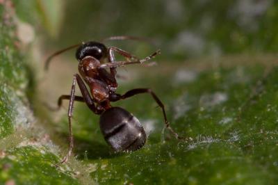  Formica cunicularia Latreille, 1798
