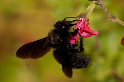 Abeille charpentière, Xylocope violet Xylocopa violacea (Linnaeus, 1758)