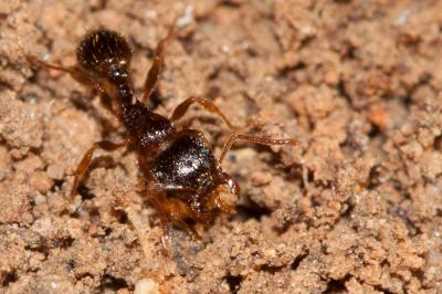  Tetramorium Mayr, 1855