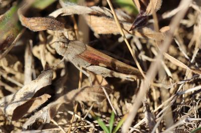 OEdipode automnale, Criquet farouche  Aiolopus strepens (Latreille, 1804)