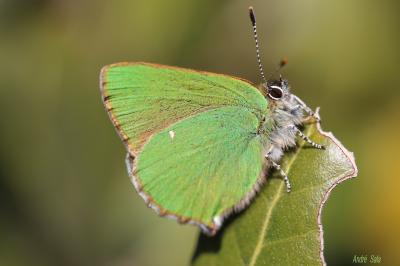 Thécla de la Ronce (La), Argus vert (L') Callophrys rubi (Linnaeus, 1758)