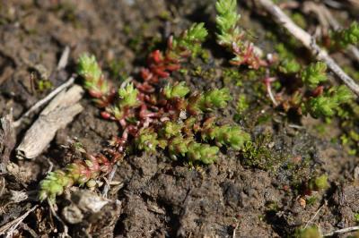 Crassule mousse, Mousse fleurie Crassula tillaea Lest.-Garl., 1903
