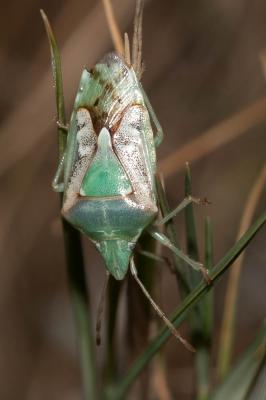  Cyphostethus tristriatus (Fabricius, 1787)