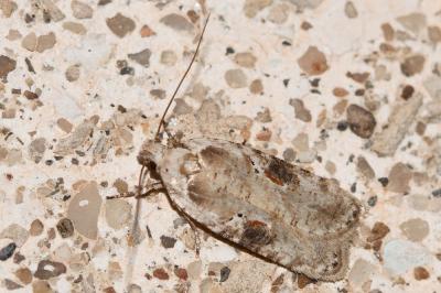  Agonopterix alstromeriana (Clerck, 1759)