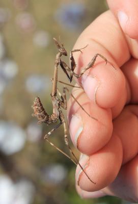 Empuse commune, Diablotin Empusa pennata (Thunberg, 1815)