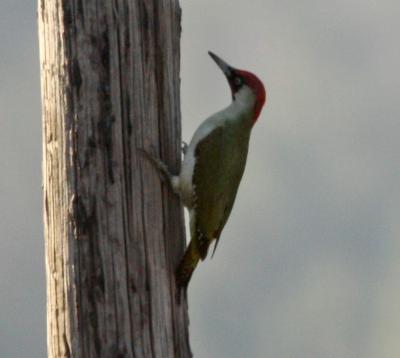Pic vert, Pivert Picus viridis Linnaeus, 1758