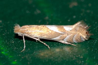  Phyllonorycter endryella (Mann, 1855)