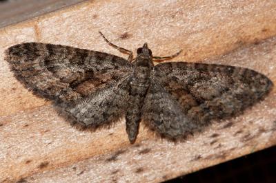 Eupithécie du Kermès (L') Eupithecia cocciferata Millière, 1864