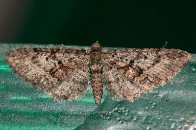Eupithécie du Kermès (L') Eupithecia cocciferata Millière, 1864