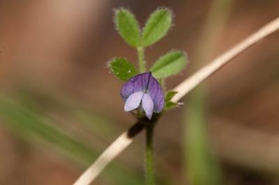 Vesce printannière, Vesce fausse Gesse Vicia lathyroides L., 1753