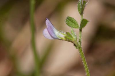 Vesce printannière, Vesce fausse Gesse Vicia lathyroides L., 1753