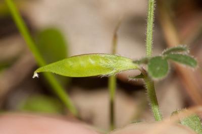 Vesce printannière, Vesce fausse Gesse Vicia lathyroides L., 1753