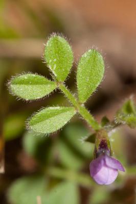 Vesce printannière, Vesce fausse Gesse Vicia lathyroides L., 1753