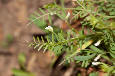 Lentillon Ervum tetraspermum L., 1753
