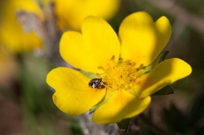 Potentille de Tabernaemontanus Potentilla verna L., 1753
