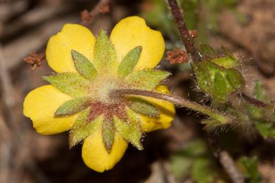 Potentille de Tabernaemontanus Potentilla verna L., 1753