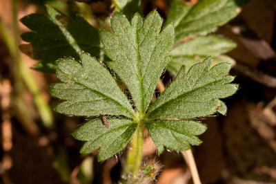 Potentille de Tabernaemontanus Potentilla verna L., 1753
