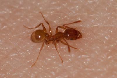  Tetramorium semilaeve André, 1883