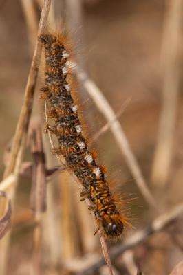 Cul-brun (Le) Euproctis chrysorrhoea (Linnaeus, 1758)