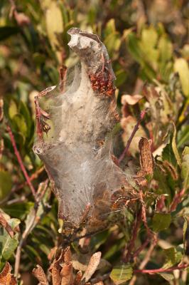 Cul-brun (Le) Euproctis chrysorrhoea (Linnaeus, 1758)