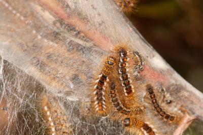 Cul-brun (Le) Euproctis chrysorrhoea (Linnaeus, 1758)
