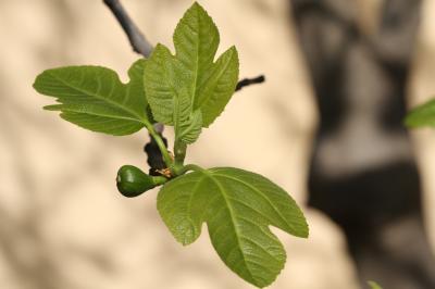 Figuier commun, Figuier de Carie, Caprifiguier, Fi Ficus carica L., 1753