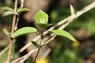 Viorne mancienne Viburnum lantana L., 1753
