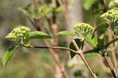 Viorne mancienne Viburnum lantana L., 1753