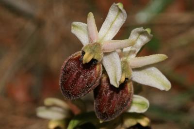  Ophrys occidentalis (Scappat.) Scappat. & M.Demange, 2005
