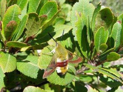 Sphinx gazé (Le), Sphinx du Chèvrefeuille (Le) Hemaris fuciformis (Linnaeus, 1758)