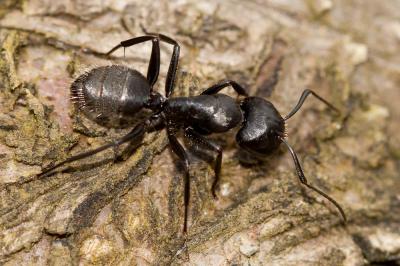  Camponotus vagus (Scopoli, 1763)