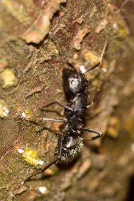  Camponotus vagus (Scopoli, 1763)