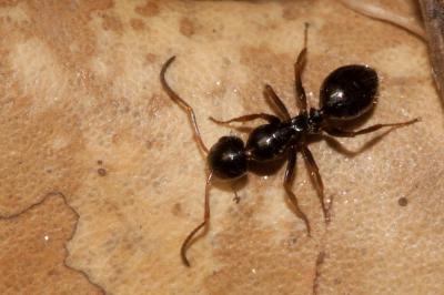  Formica gagates Latreille, 1798