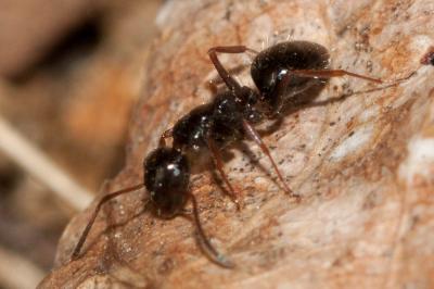  Formica gagates Latreille, 1798