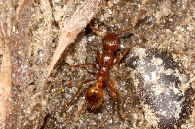  Temnothorax Mayr, 1861
