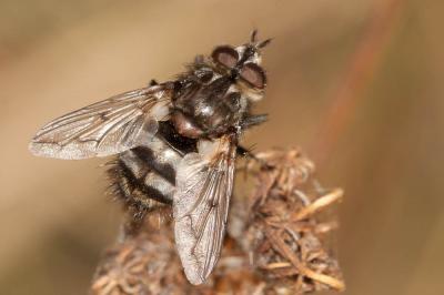  Ernestia puparum (Fabricius, 1794)