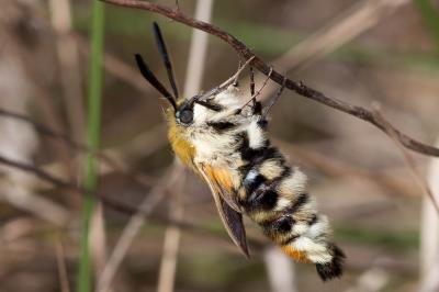 Sphinx-Bourdon (Le), Sphinx de la Scabieuse (Le) Hemaris tityus (Linnaeus, 1758)
