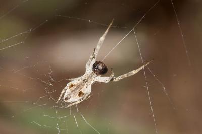 Ulobore de Walckenaer Uloborus walckenaerius Latreille, 1806