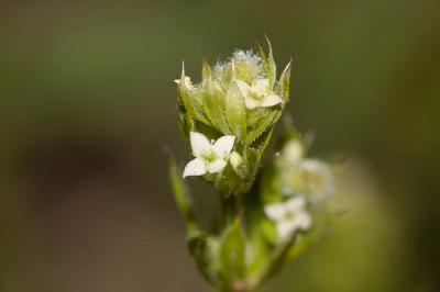 Gaillet gratteron, Herbe collante Galium aparine L., 1753
