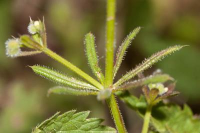 Gaillet gratteron, Herbe collante Galium aparine L., 1753