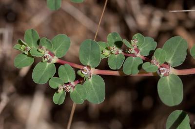 Euphorbe rampante Euphorbia serpens Kunth, 1817