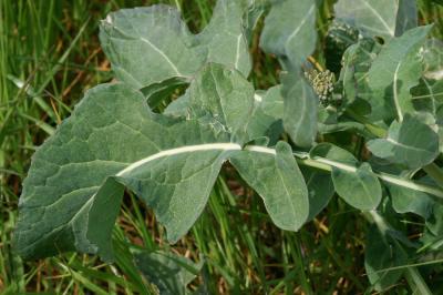 Colza Brassica napus L., 1753