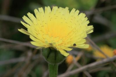 Urosperme de Daléchamps Urospermum dalechampii (L.) Scop. ex F.W.Schmidt, 1795
