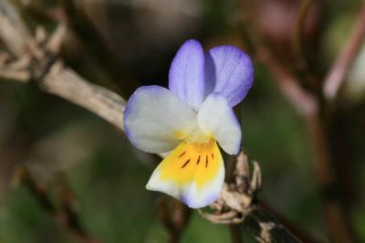 Pensée sauvage, Pensée tricolore Viola tricolor L., 1753