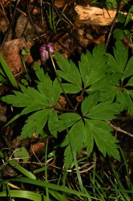 Anémone des bois, Anémone sylvie Anemone nemorosa L., 1753