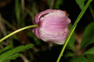 Anémone des bois, Anémone sylvie Anemone nemorosa L., 1753