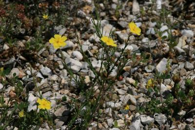 Hélianthème à allure de bruyère, Hélianthème de Sp Fumana ericoides (Cav.) Gand., 1883