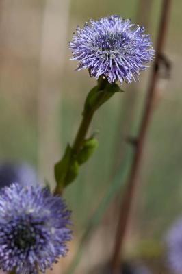 Globulaire commune, Globulaire vulgaire, Globulair Globularia bisnagarica L., 1753