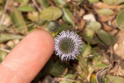 Globulaire commune, Globulaire vulgaire, Globulair Globularia bisnagarica L., 1753